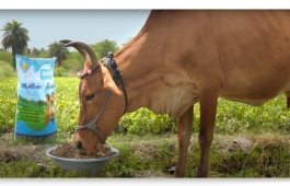 AAVIN | CATTLE FEED | DOCUMENTARY FILM | ESKIMO ADVERTISING FACTORY